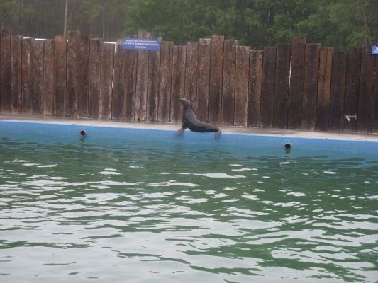 Grafika #1: SEA PARK SARBSK