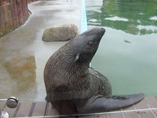 Grafika #6: SEA PARK SARBSK