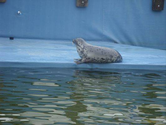 Grafika #8: SEA PARK SARBSK