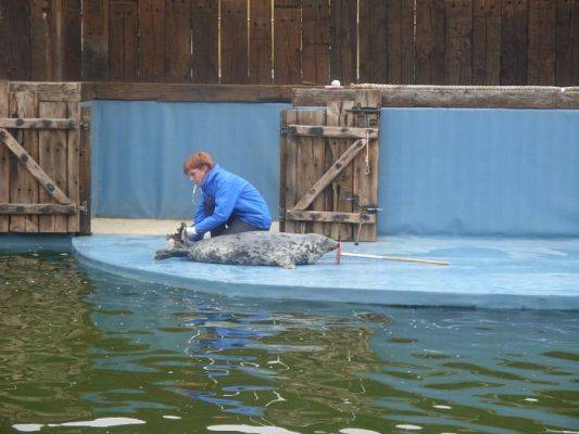 Grafika #11: SEA PARK SARBSK