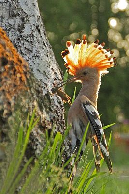 Grafika #2: Fotografia to pasja naszego nauczyciela przyrody