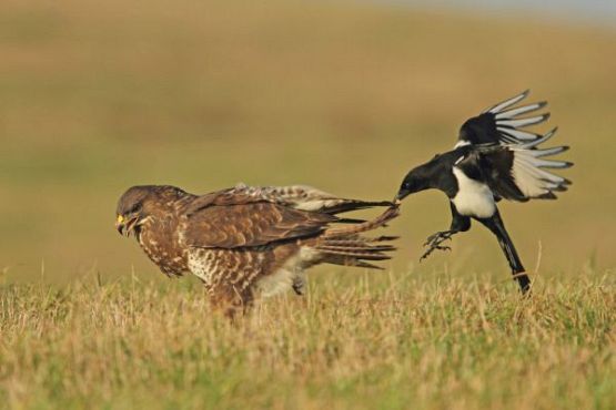 Grafika #1: Fotografia to pasja naszego nauczyciela przyrody