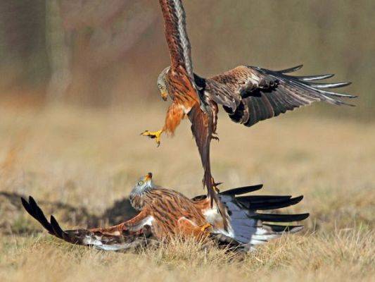 Grafika #3: Fotografia to pasja naszego nauczyciela przyrody