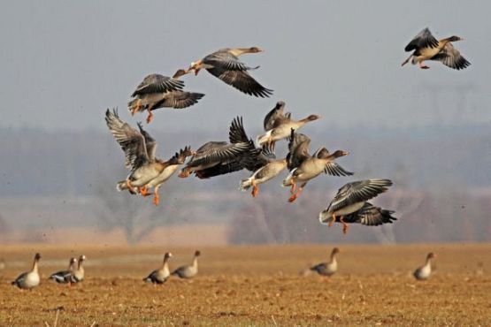 Grafika #0: Fotografia to pasja naszego nauczyciela przyrody