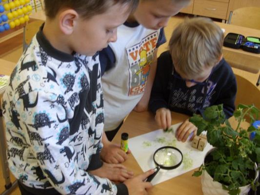 Grafika #8: Wśród roślin - klasa II