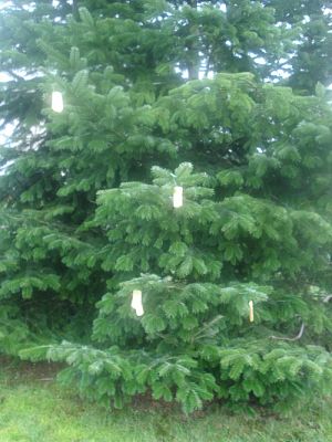 Grafika #59: Zwierzęta są głodne