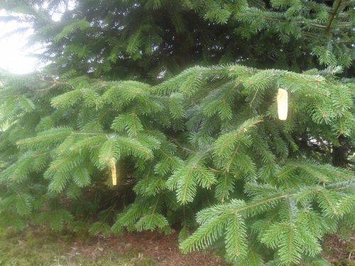 Grafika #57: Zwierzęta są głodne