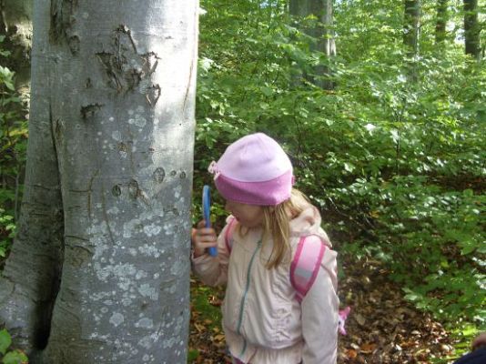 Grafika #4: Dzień Drzewa