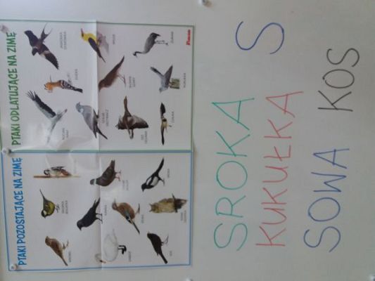 Grafika #3: Początek stycznia pod znakiem ptaszków