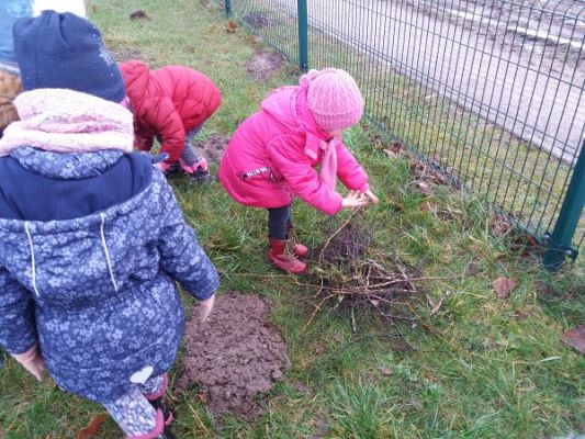 Grafika #5: Początek stycznia pod znakiem ptaszków