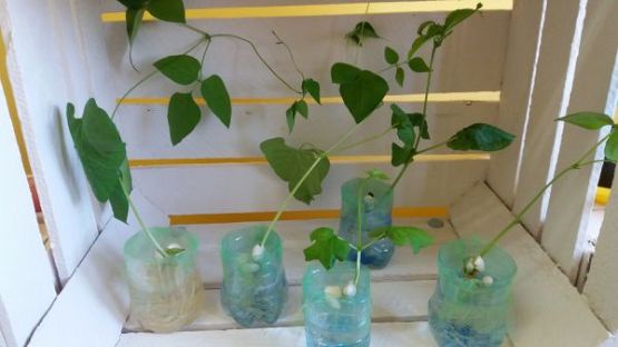 Grafika #2: Kącik przyrody w oddziale przedszkolnym