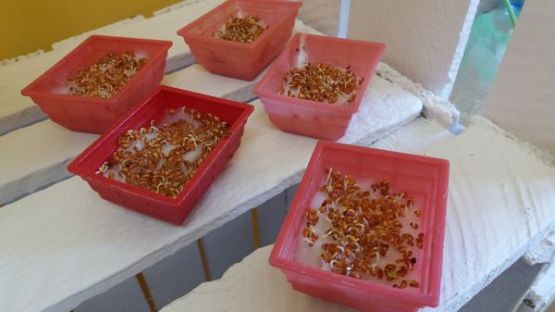 Grafika #12: Kącik przyrody w oddziale przedszkolnym