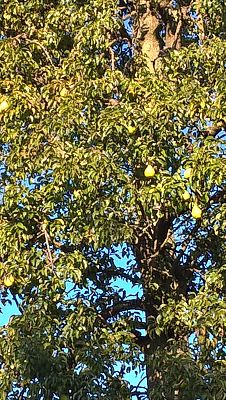 Grafika #5: Spacerkiem po sadzie