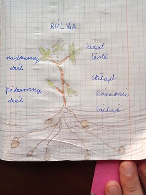 Grafika #12: Edukacja zdalna - język kaszubski klasa 3 i 4.