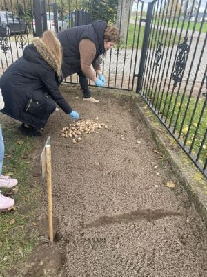 Grafika #0: Jesienne Pola Nadziei - sadzenie żonkili