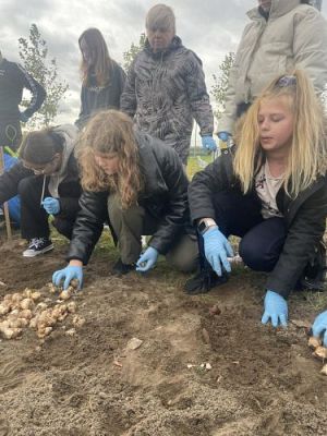 Grafika #3: Jesienne Pola Nadziei - sadzenie żonkili