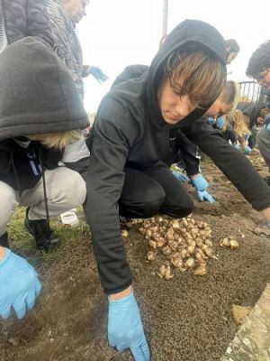 Grafika #5: Jesienne Pola Nadziei - sadzenie żonkili